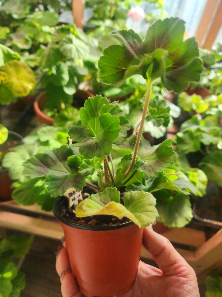 제라늄4종(마르셀.로얄브라이드.보레.좋을솜솜)--3