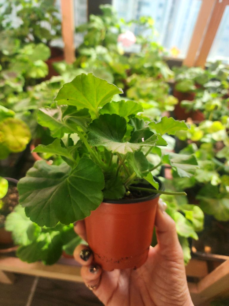 제라늄4종(마르셀.로얄브라이드.보레.좋을솜솜)--5