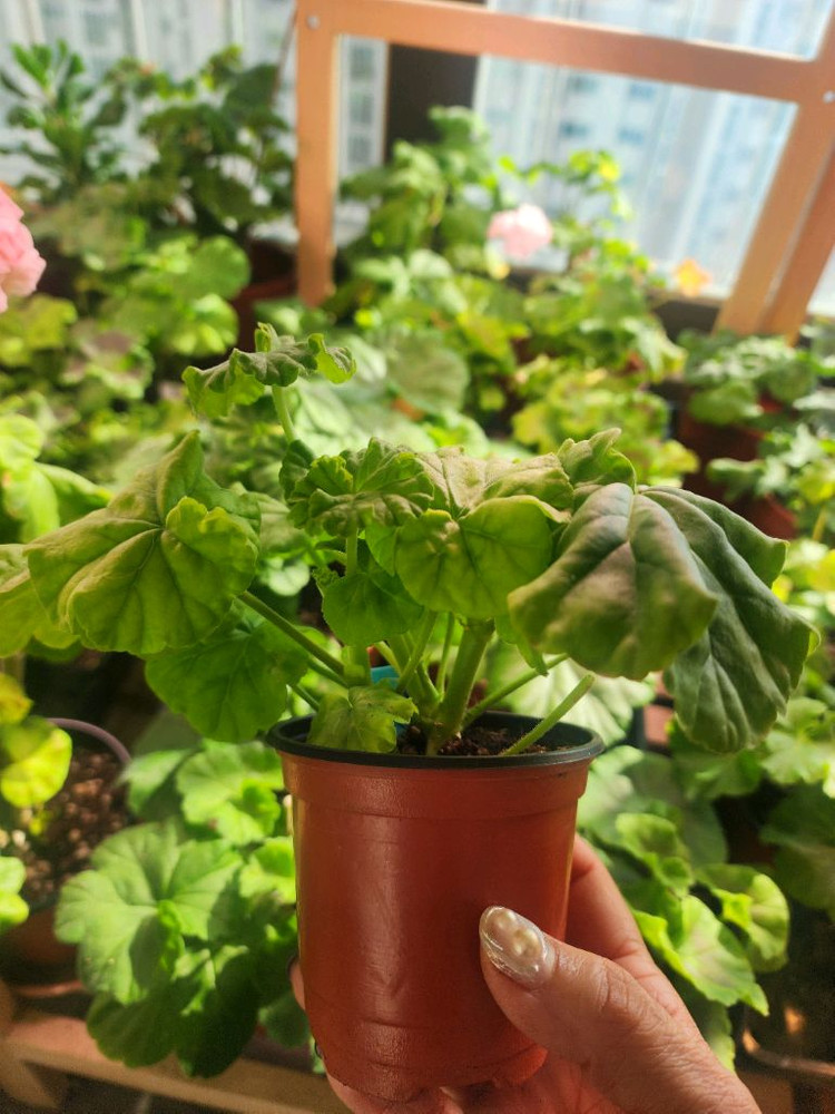 제라늄4종(마르셀.로얄브라이드.보레.좋을솜솜)--6