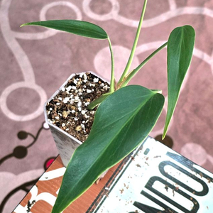 몬스테라 딜라체라타