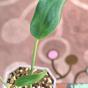 몬스테라 딜라체라타