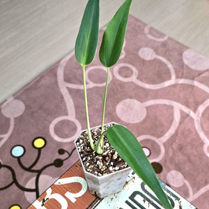 몬스테라 딜라체라타