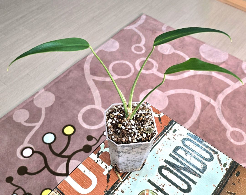 몬스테라 딜라체라타--1