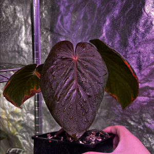 안스리움 쿠나얄렌세 PM5 x PM3 통묘 그랜트 택 포함