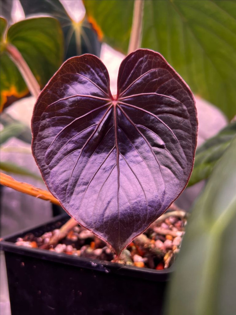 안스리움 쿠나얄렌세 PM5 x PM3 통묘 그랜트 택 포함--2