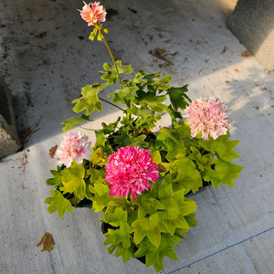 유럽스텔라제라늄 3종 택포2만5천원