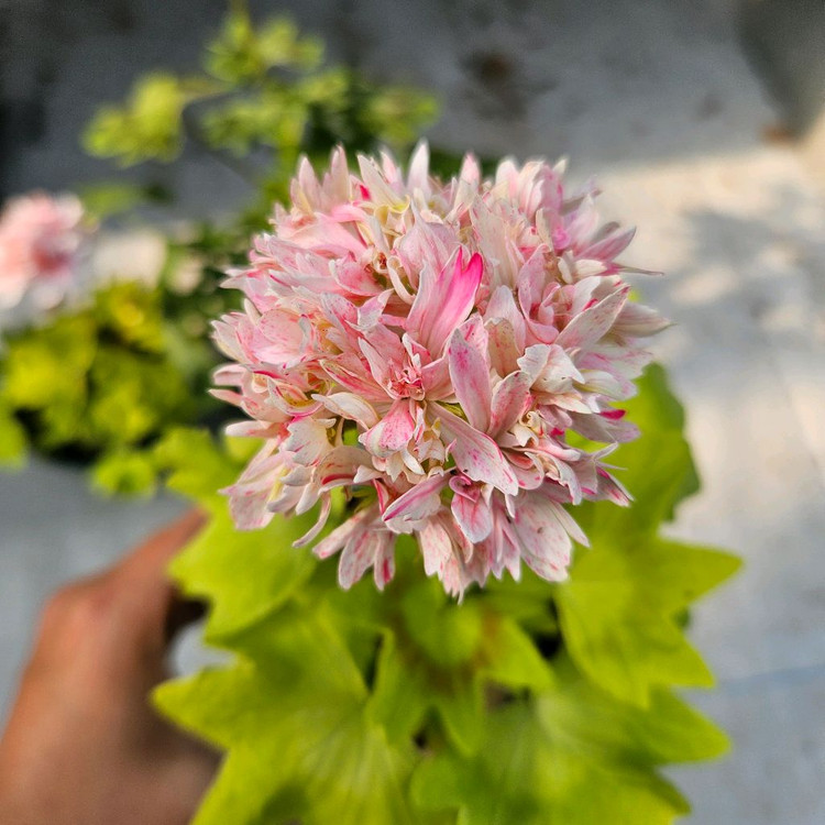 유럽스텔라제라늄 3종 택포2만5천원--1