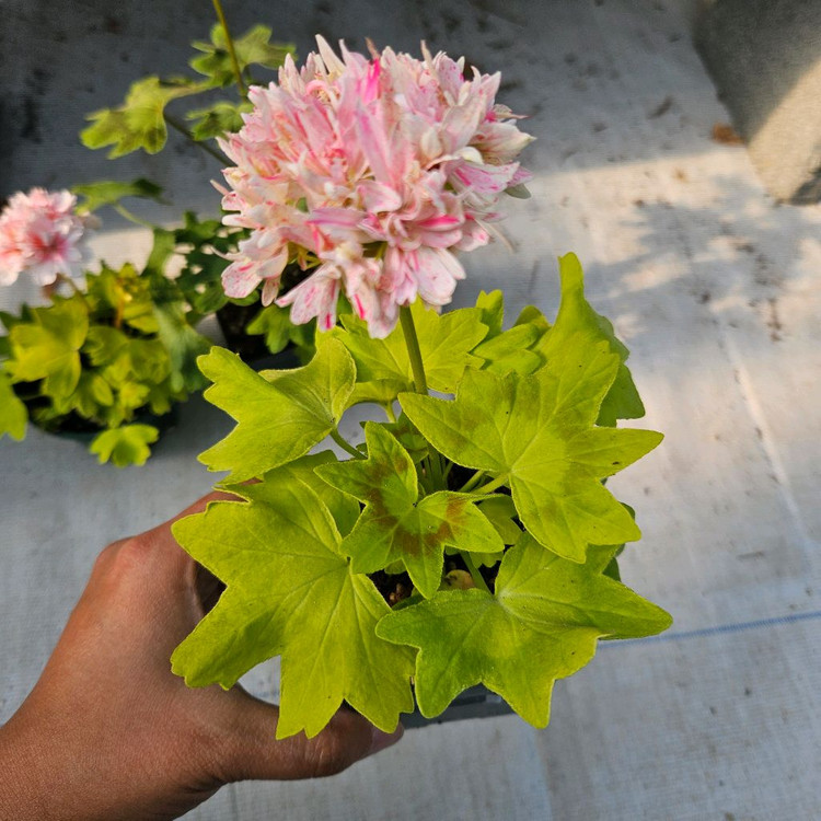 유럽스텔라제라늄 3종 택포2만5천원--2