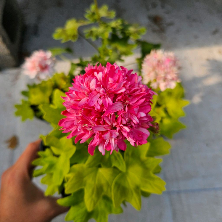 유럽스텔라제라늄 3종 택포2만5천원--3