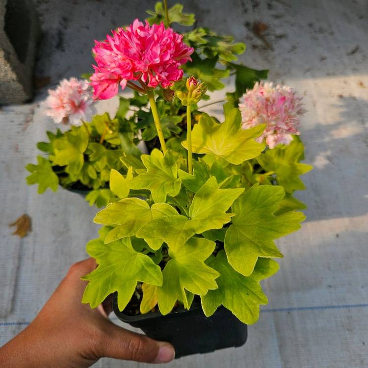 유럽스텔라제라늄 3종 택포2만5천원--4