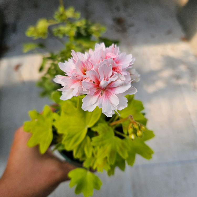 유럽스텔라제라늄 3종 택포2만5천원--5