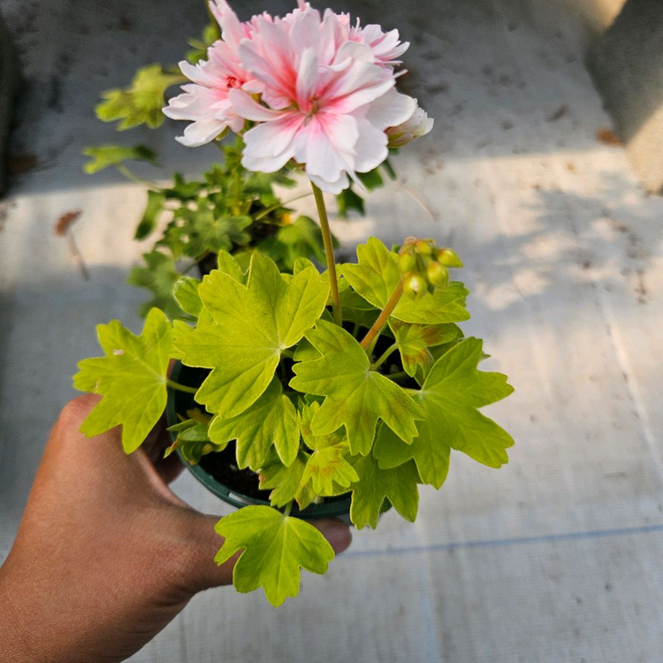 유럽스텔라제라늄 3종 택포2만5천원--6