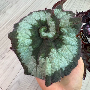 베고니아 에스카르고 실습저면