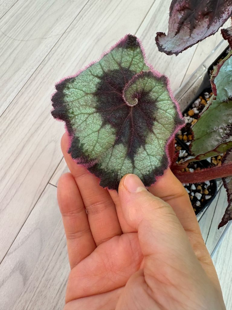 베고니아 에스카르고 실습저면--1