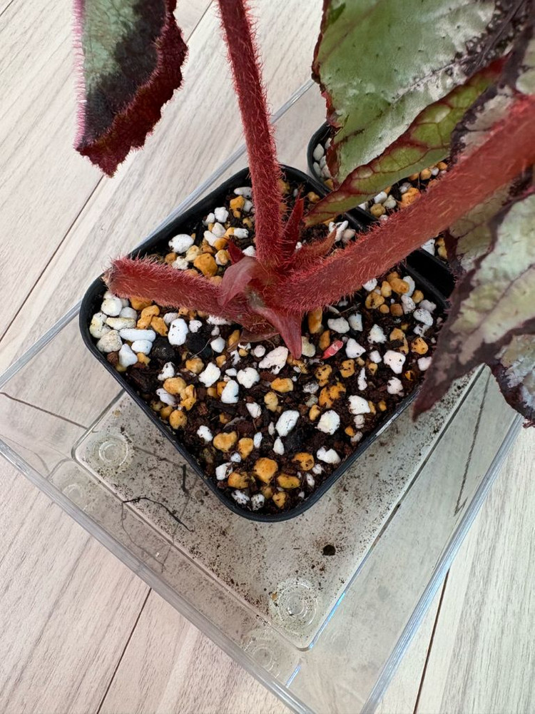 베고니아 에스카르고 실습저면--2