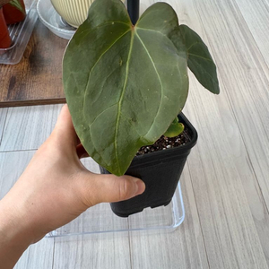 안스리움 파필 하이브리드