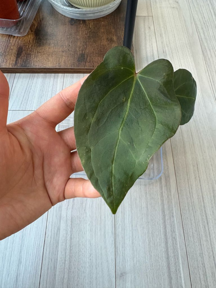 안스리움 파필 하이브리드--1