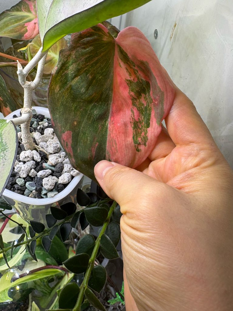 필로덴드론 핑크미칸 바리에가타 무늬 최상--2