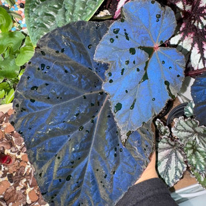 베고니아 타코나이트