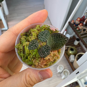 보석란 레드덴스