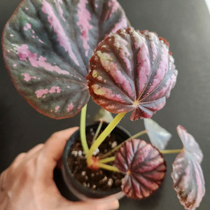 캔디스트라이프 베고니아