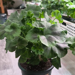 제라늄. ug실크로드