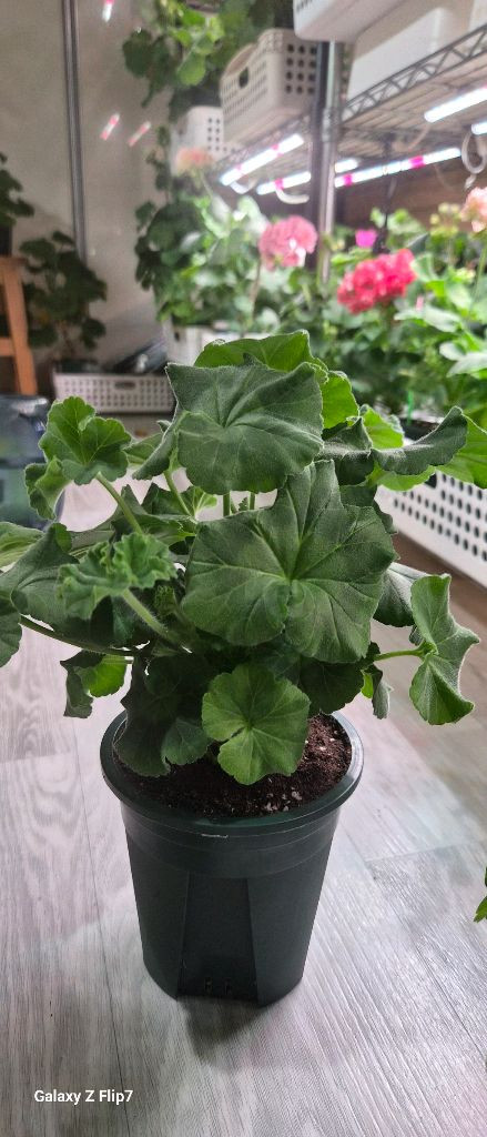 제라늄. ug실크로드--1