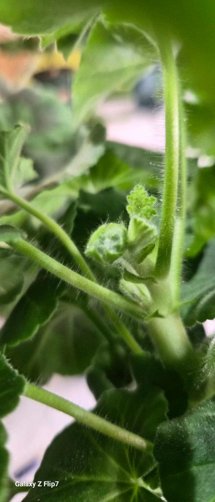 제라늄. ug실크로드--3