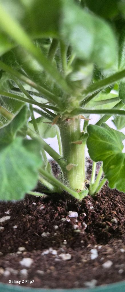 제라늄. ug실크로드--4