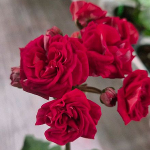 제라늄. 레드벨루어