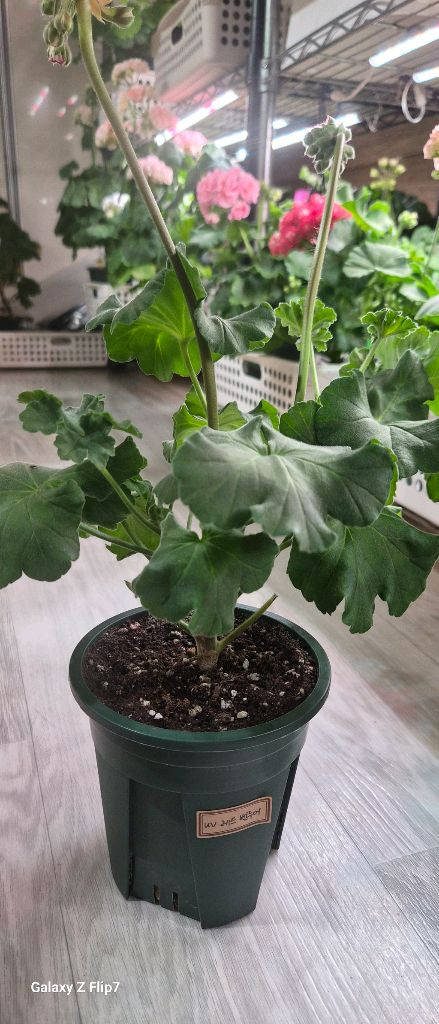 제라늄. 레드벨루어--1