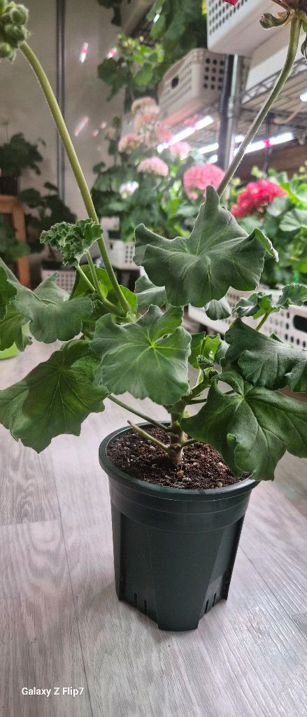 제라늄. 레드벨루어--2