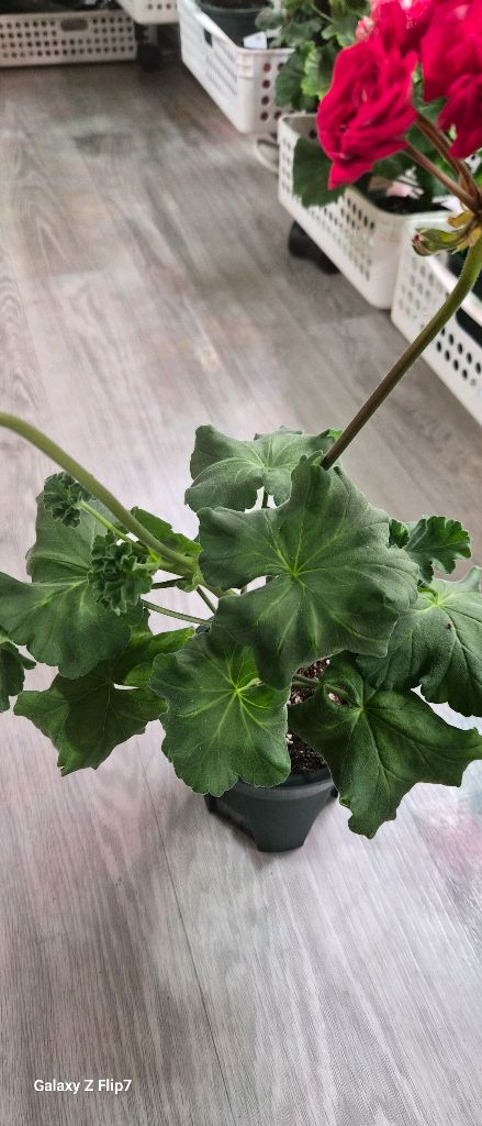 제라늄. 레드벨루어--3