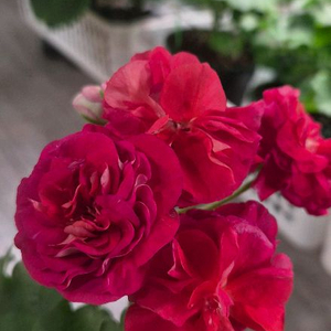 제라늄. iv탱고질투