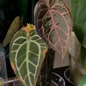 안스리움 퍼플크리스탈리넘