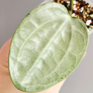 호야 사라왁 민트