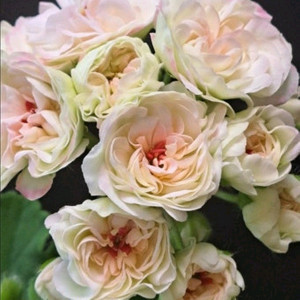 인스프레이션제라늄