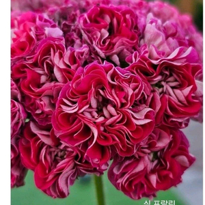 심프랄린 러시아제라늄