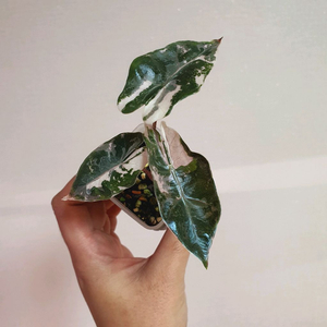 알로카시아 푸세이도 핑크 택포 5만원