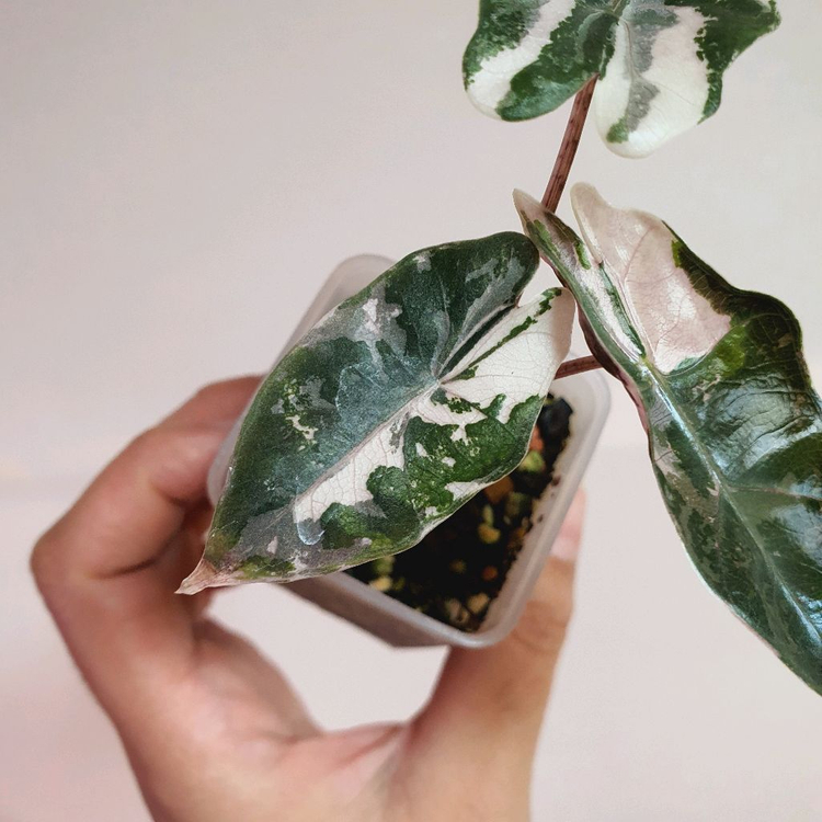 알로카시아 푸세이도 핑크 택포 5만원--1