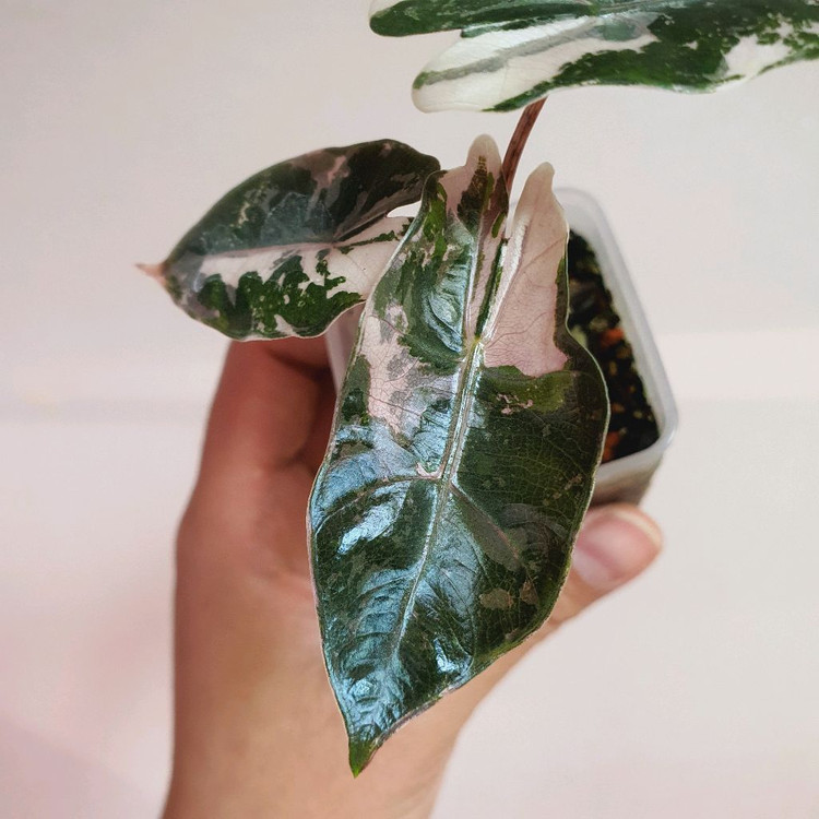 알로카시아 푸세이도 핑크 택포 5만원--2