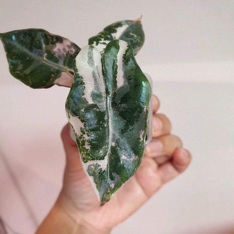 알로카시아 푸세이도 핑크 택포 5만원--3