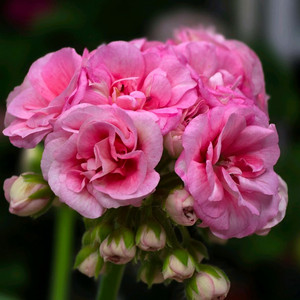 베이비붐 제라늄