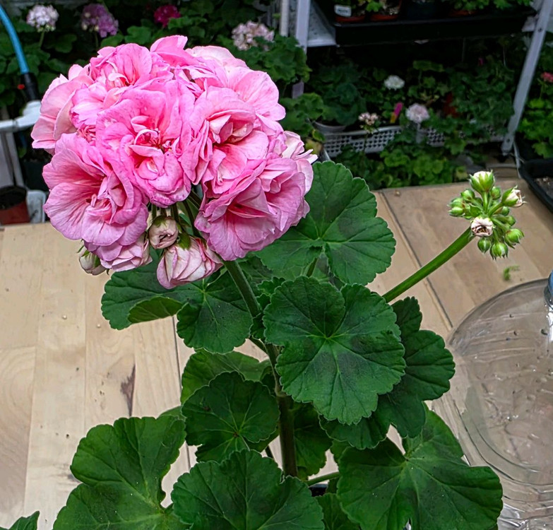 베이비붐 제라늄--1