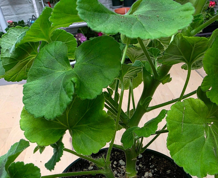 베이비붐 제라늄--2