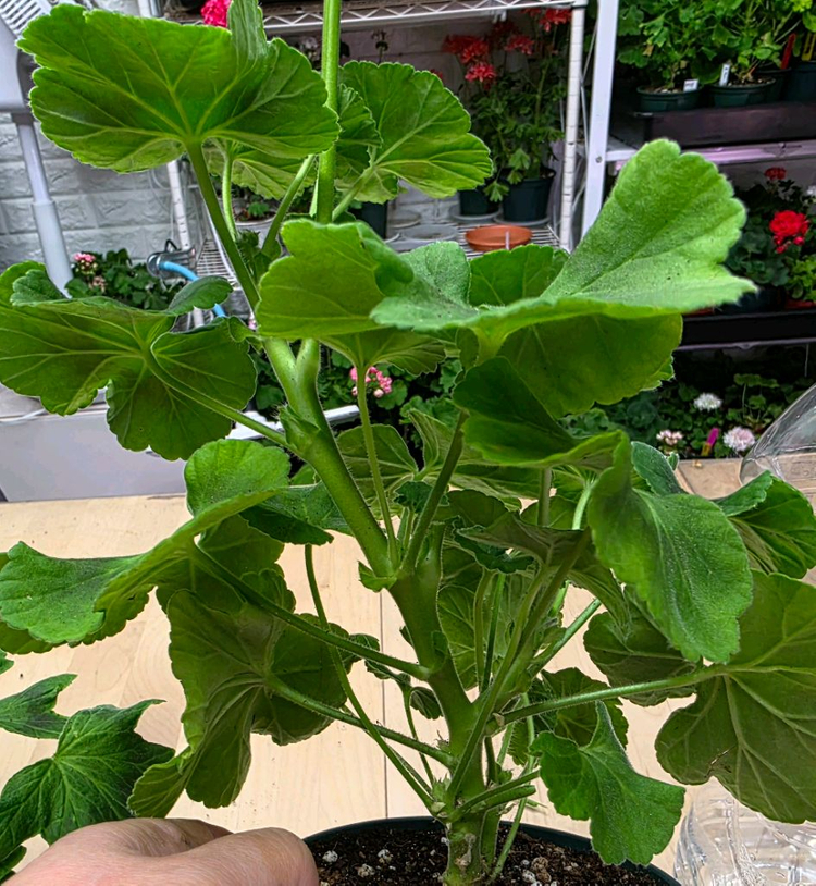 베이비붐 제라늄--3