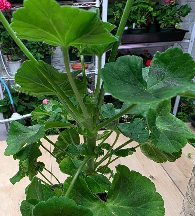 베이비붐 제라늄--4