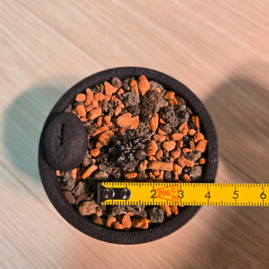 율성옥 실생 판매합니다. (사이즈 상급개체)