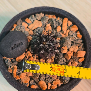 율성옥 실생 판매합니다. (사이즈 최상급 개체)