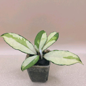 호야 크라시페티올라타 바리에가타